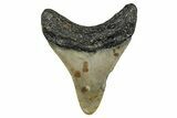 Juvenile Megalodon Tooth - North Carolina #355865-1